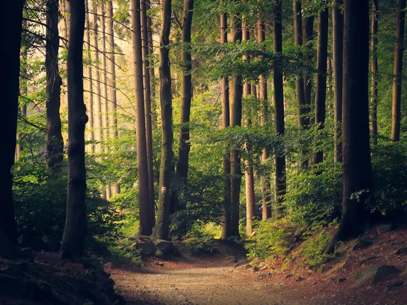A sunny forest path